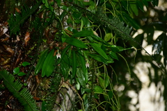 Masdevallia guttulata