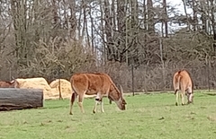 Tragelaphus eurycerus