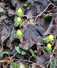 Eranthis hyemalis