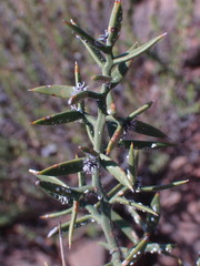 Asparagus striatus