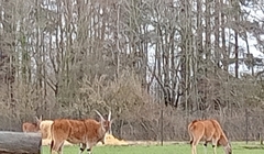 Tragelaphus eurycerus