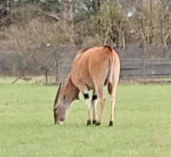 Tragelaphus eurycerus