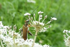 Oedemera podagrariae