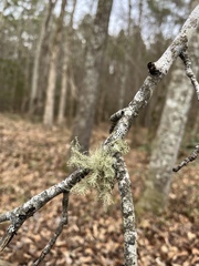 Usnea strigosa