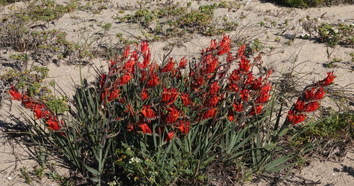 Babiana hirsuta
