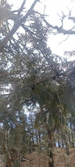 Taxus wallichiana