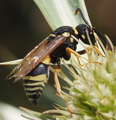 Euodynerus dantici