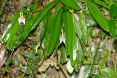 Masdevallia guttulata