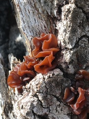 Phaeotremella foliacea