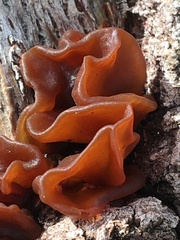 Phaeotremella foliacea