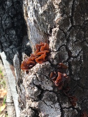 Phaeotremella foliacea