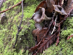 Craterellus calicornucopioides