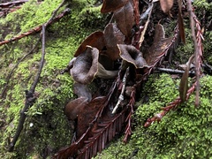 Craterellus calicornucopioides
