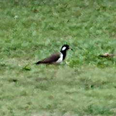 Vanellus indicus atronuchalis