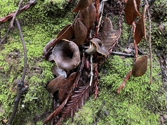 Craterellus calicornucopioides