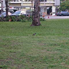 Vanellus indicus atronuchalis