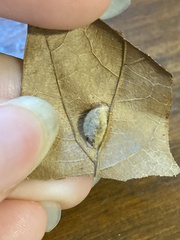 Macrodiplosis niveipila