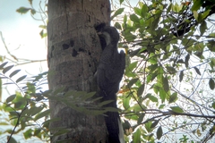 Ocyceros gingalensis