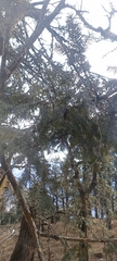 Taxus wallichiana