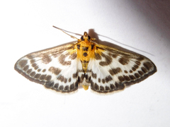Anania hortulata