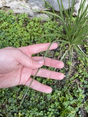 Allium vineale