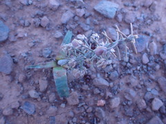 Ledebouria revoluta