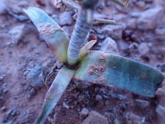 Ledebouria revoluta