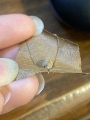 Macrodiplosis niveipila