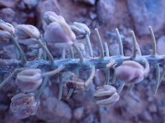 Ledebouria revoluta