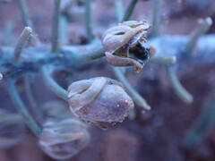 Ledebouria revoluta