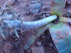 Ledebouria revoluta
