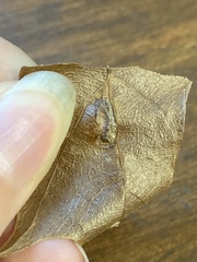 Macrodiplosis niveipila