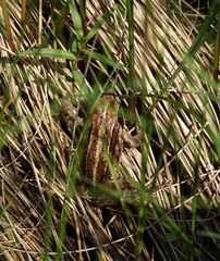 Rana amurensis