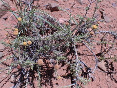 Pentzia incana