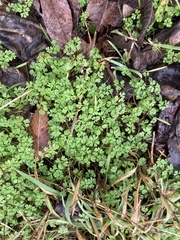 Chaerophyllum tainturieri