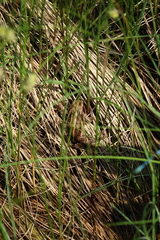 Rana amurensis