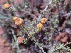 Pentzia incana