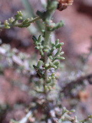 Pentzia incana