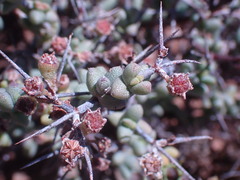 Ruschia intricata