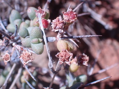 Ruschia intricata