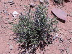 Eriocephalus ericoides
