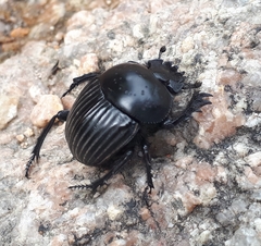 Scarabaeus laticollis