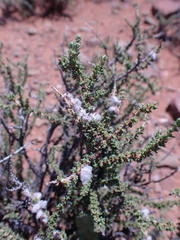 Eriocephalus ericoides