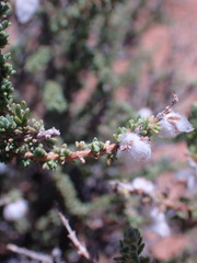 Eriocephalus ericoides