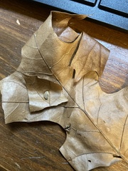 Macrodiplosis niveipila