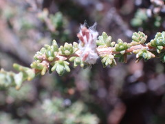 Eriocephalus ericoides
