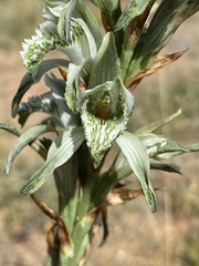 Chloraea