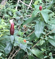 Costus atlanticus