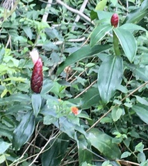 Costus atlanticus
