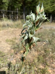 Chloraea